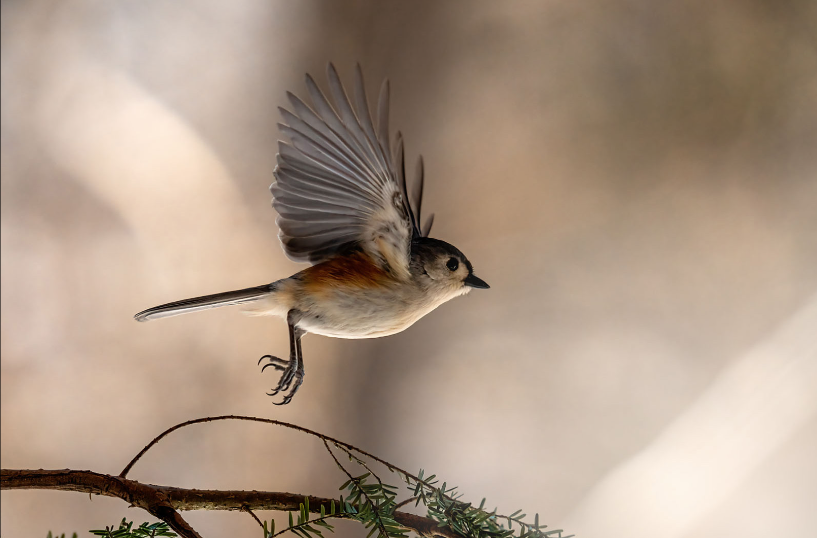 Sigma 150-600mm f5-6.3 DG OS HSM Sports