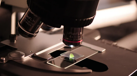 what do objective lenses do on a microscope.png