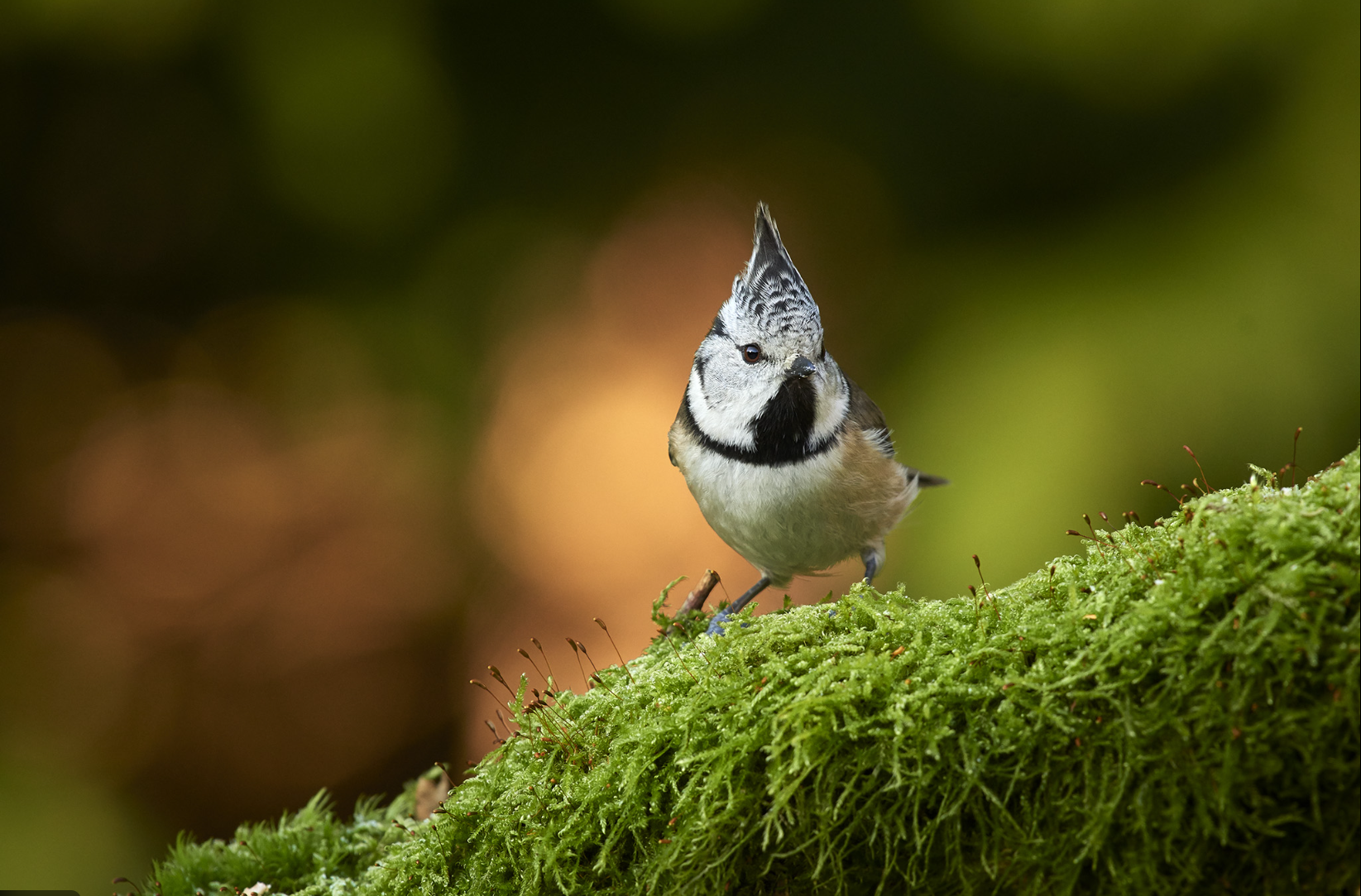 Nikon AF-S 200-500mm f5.6E ED VR