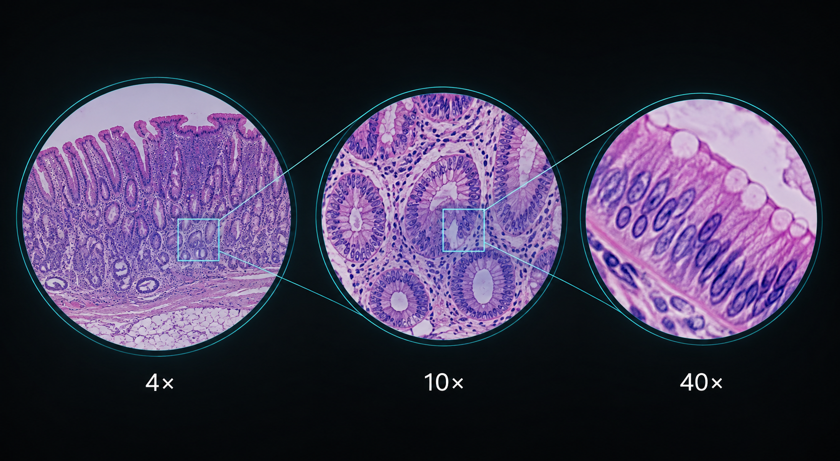 4x scanning objective compared with 10x, 40x, and 100x microscope objectives